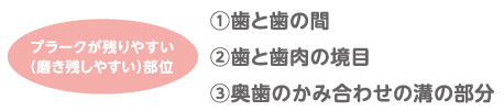 プラークが残りやすい(磨き残しやすい)部位